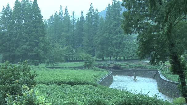 Hang Zhou Tea Fields and Tea House — Stock Video